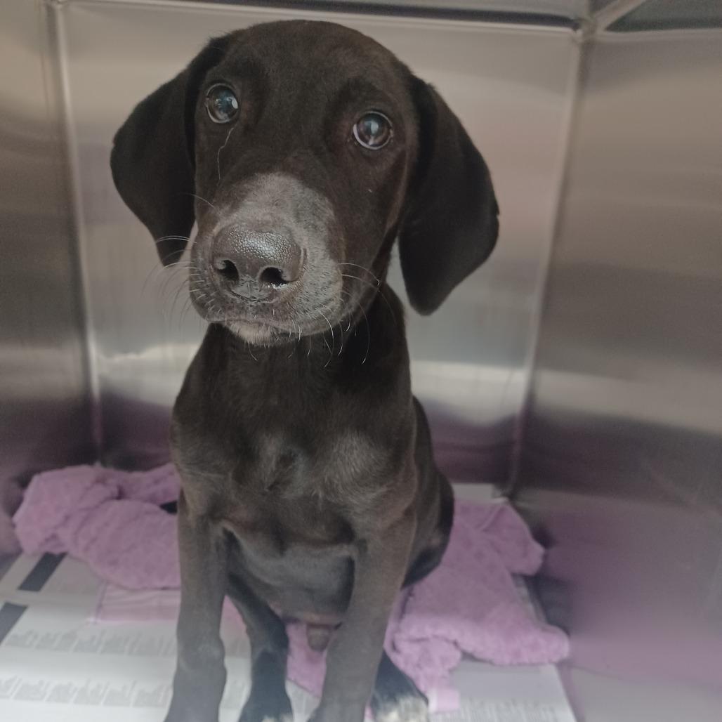 Enlarge Dally, a Adoptable mixed breed in Hattiesburg, MS image 1/2