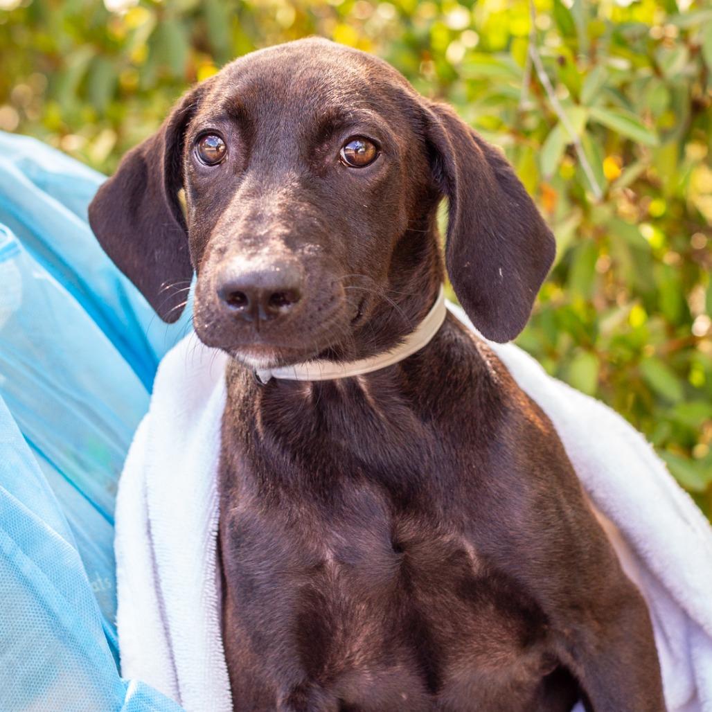 Enlarge Dally, a Adoptable mixed breed in Hattiesburg, MS image 2/2