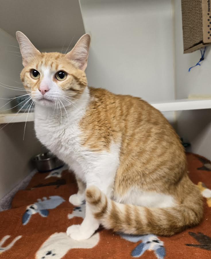 Enlarge August, a ADOPTABLE mixed breed in Bellingham, WA image 2/3