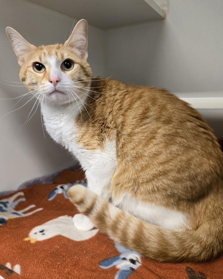 Enlarge August, a ADOPTABLE mixed breed in Bellingham, WA image 1/3