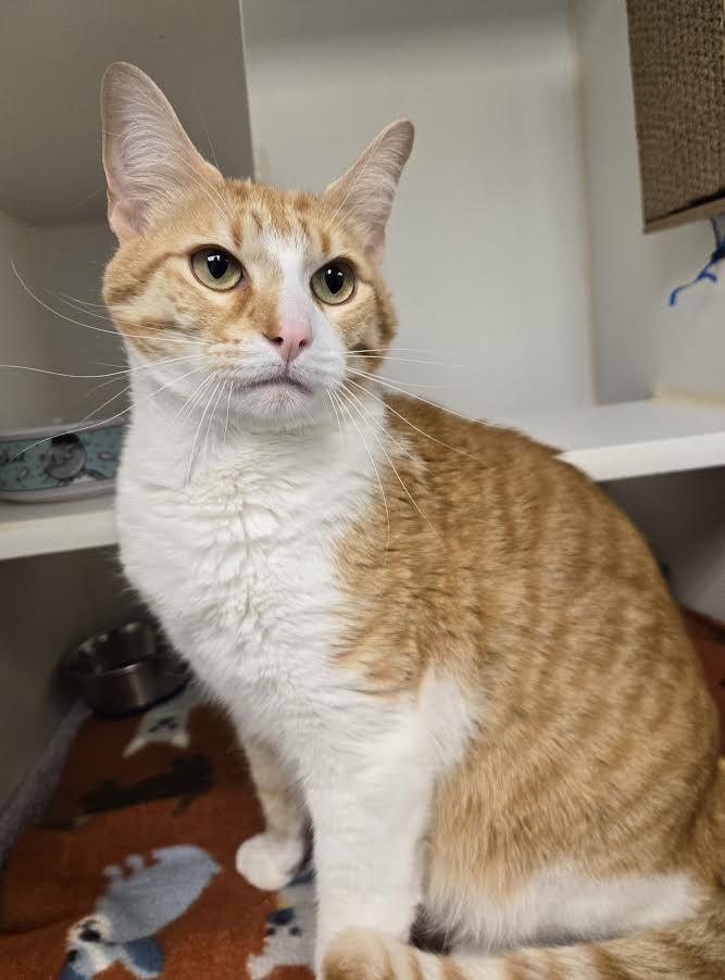 Enlarge August, a ADOPTABLE mixed breed in Bellingham, WA image 3/3