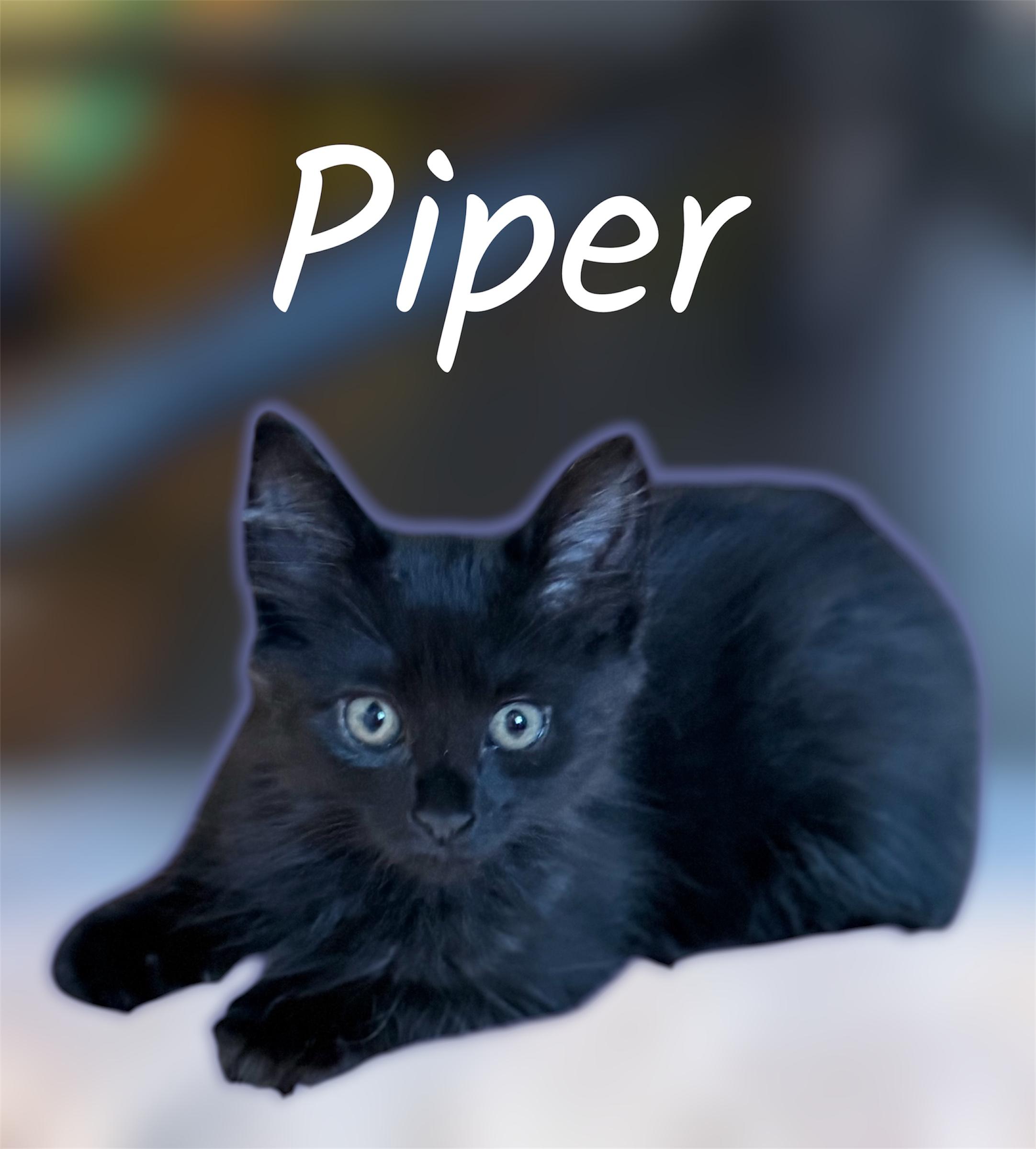 Enlarge Piper, a ADOPTABLE Domestic Medium Hair in Auburn, CA image 1/1