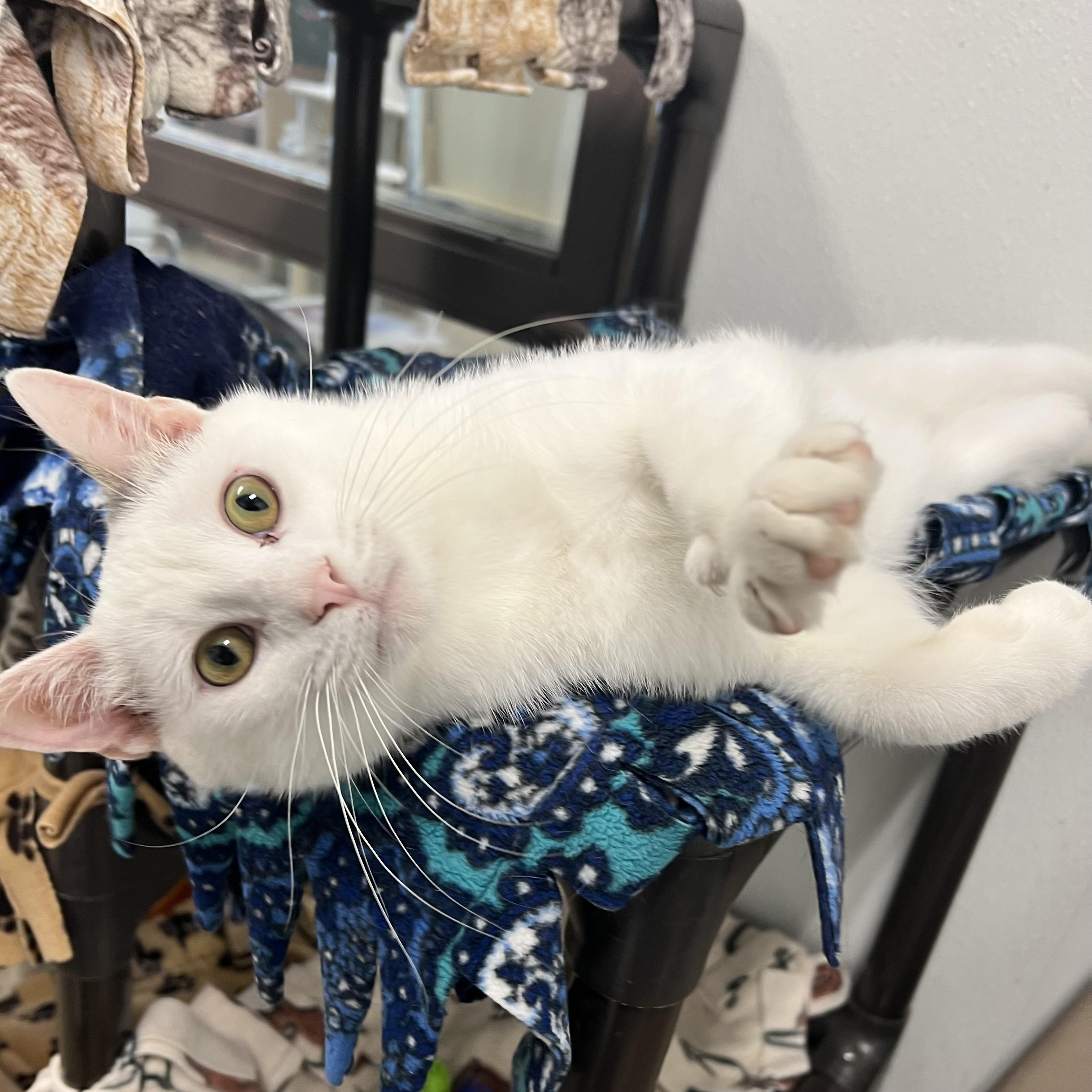 Chuckles, ADOPTABLE, Young Male Domestic Short Hair.