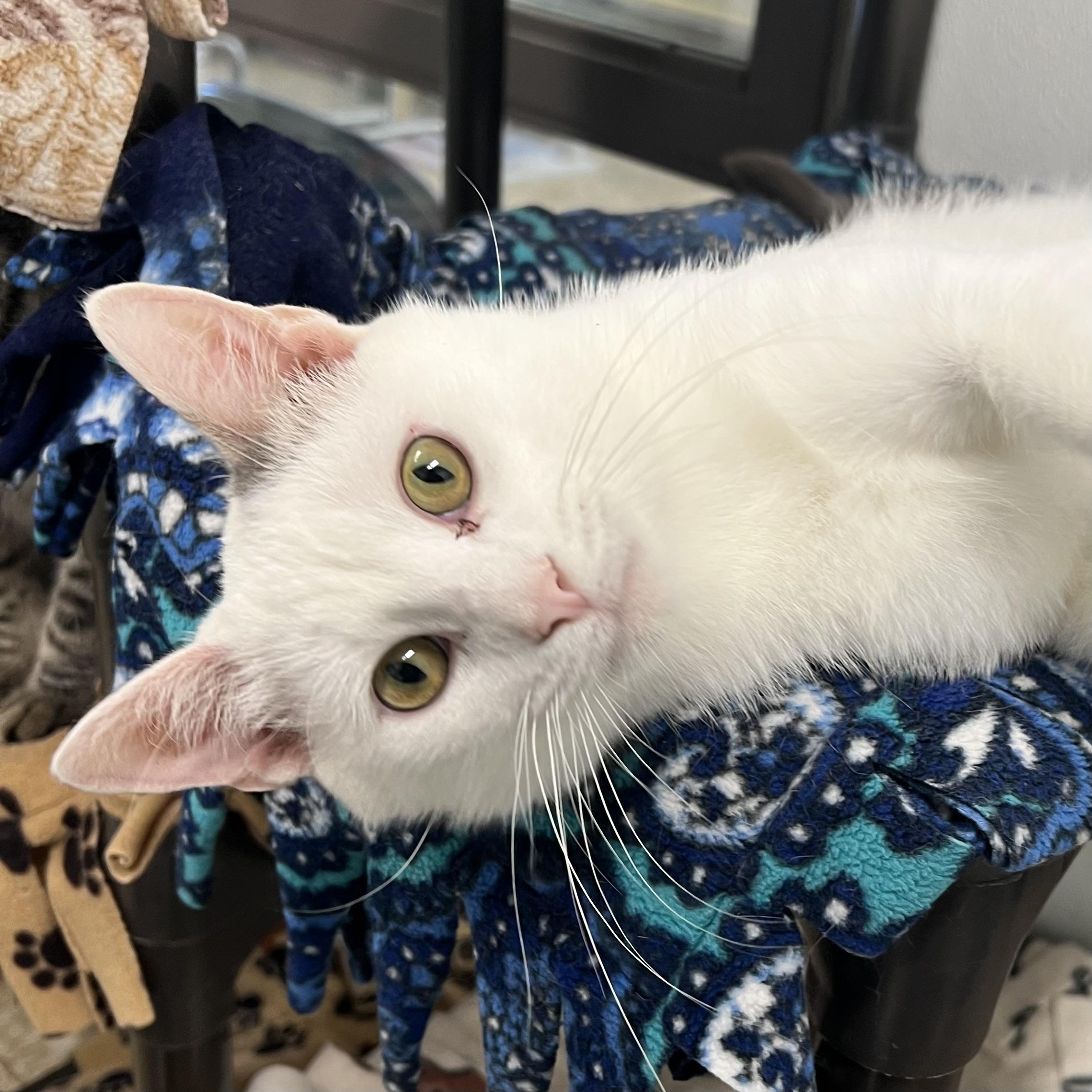 Enlarge Chuckles, a ADOPTABLE Domestic Short Hair in Fairmont, MN image 6/6