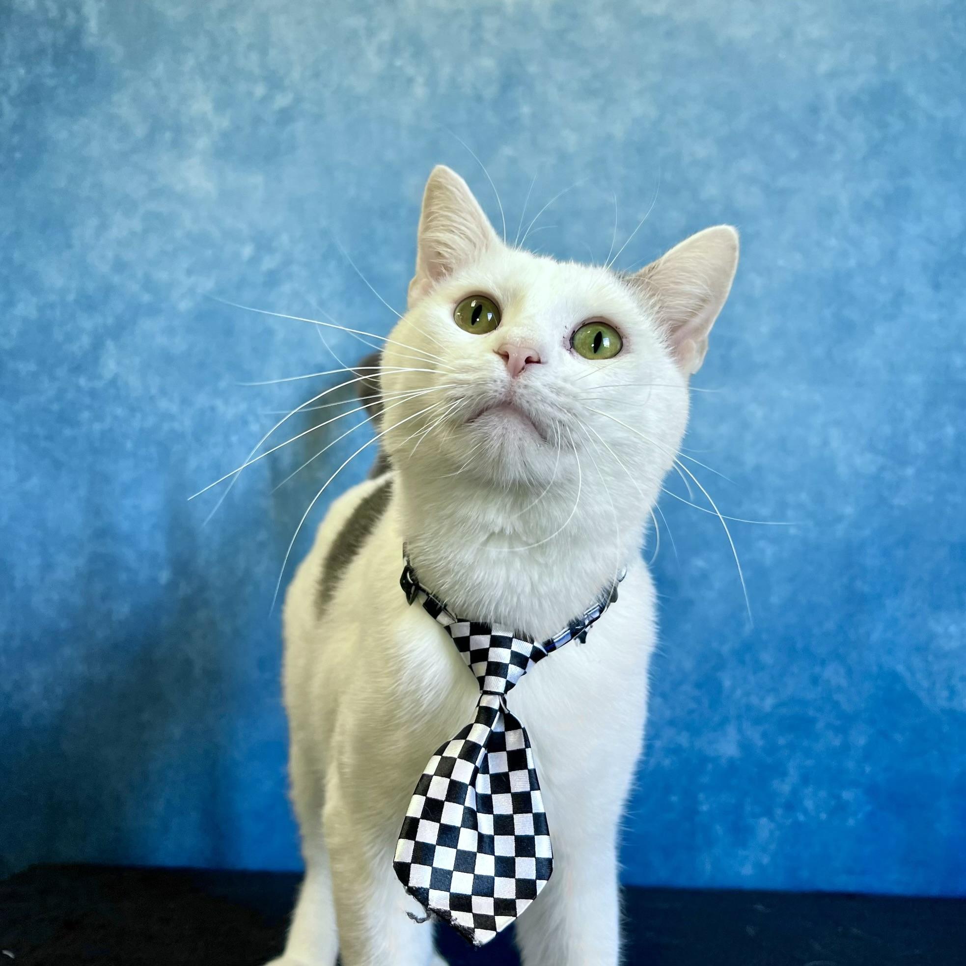 Chuckles - NO FEE (Sponsored by Figueroas Construction), ADOPTABLE, Young Male Domestic Short Hair.