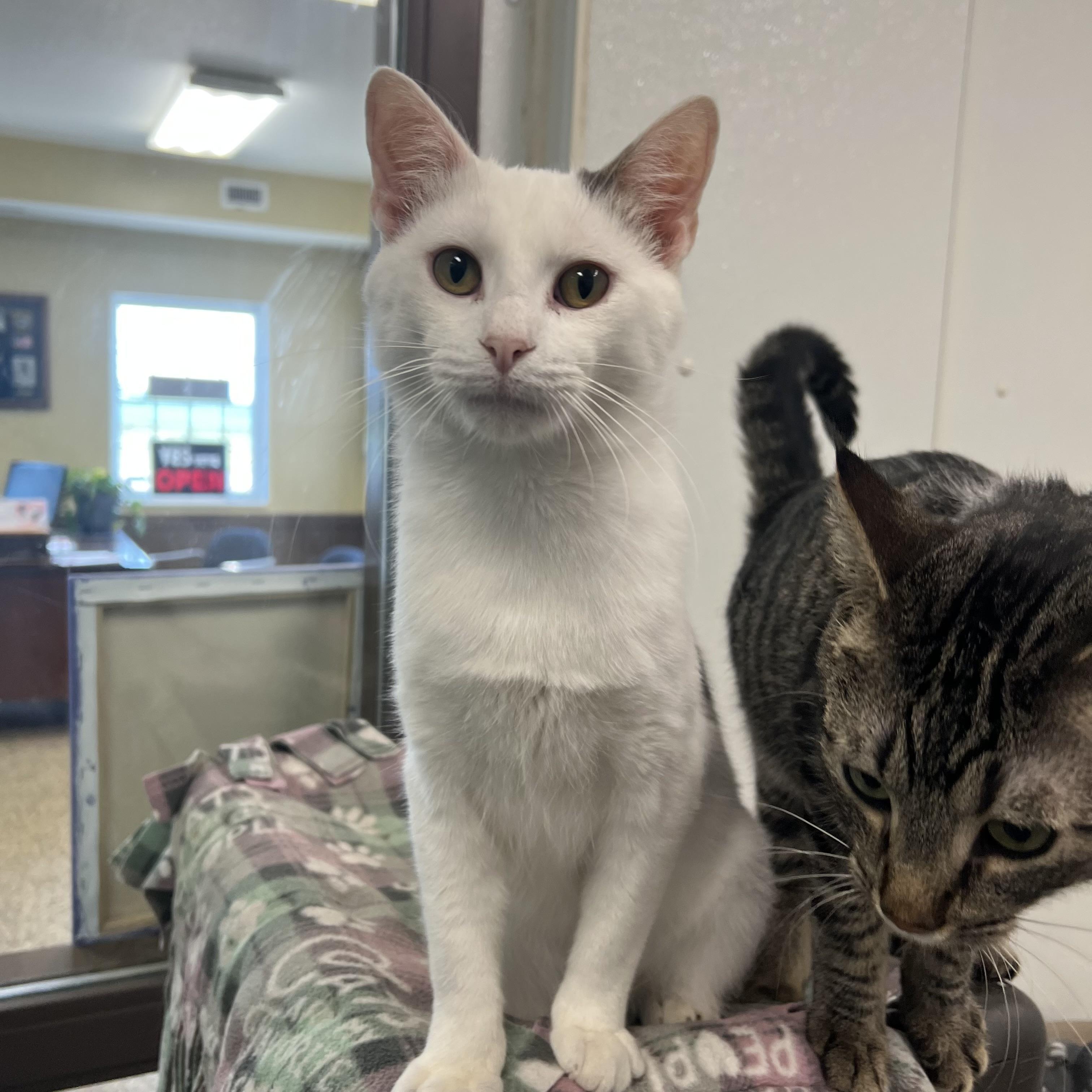 Enlarge Chuckles, a ADOPTABLE Domestic Short Hair in Fairmont, MN image 2/6