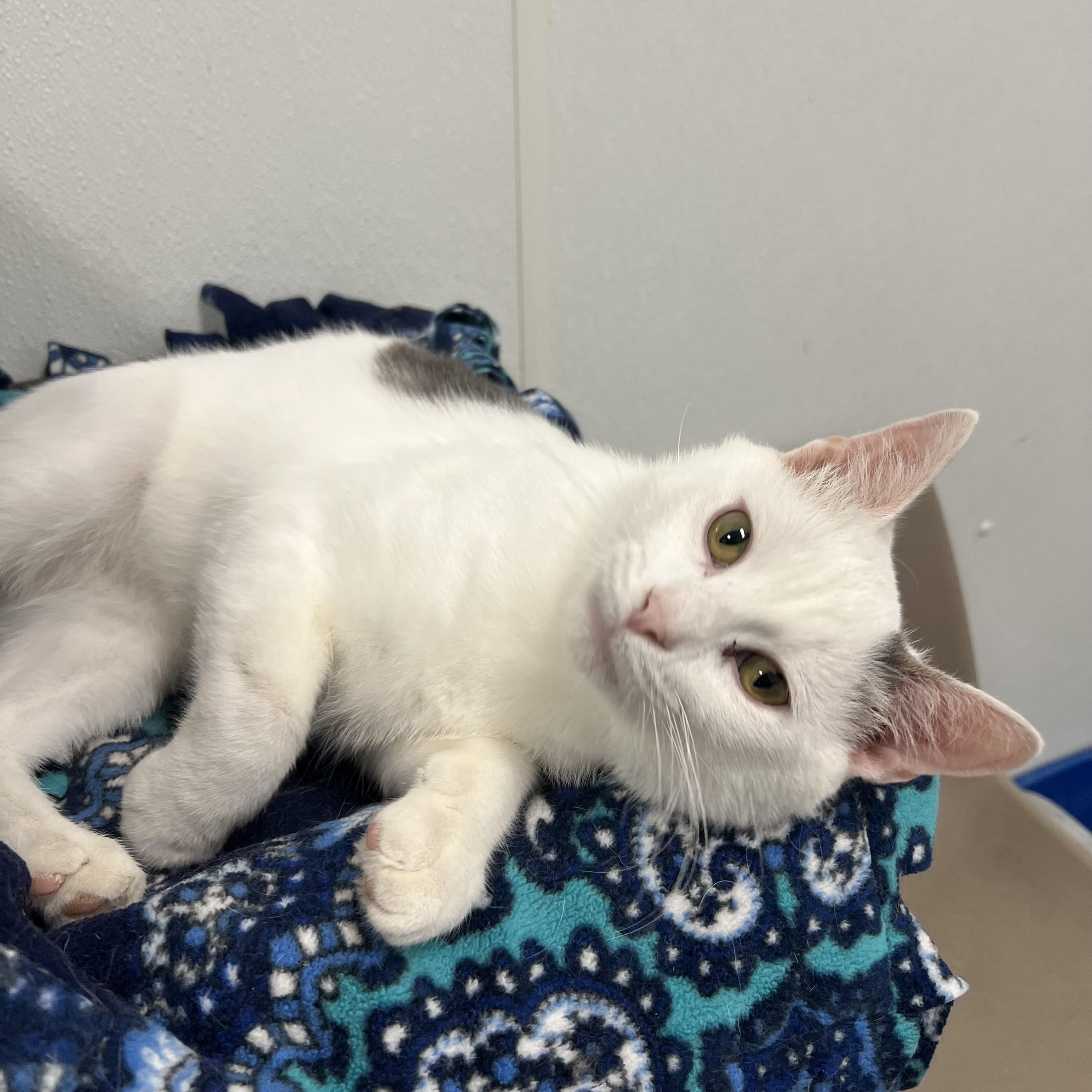 Enlarge Chuckles, a ADOPTABLE Domestic Short Hair in Fairmont, MN image 3/6