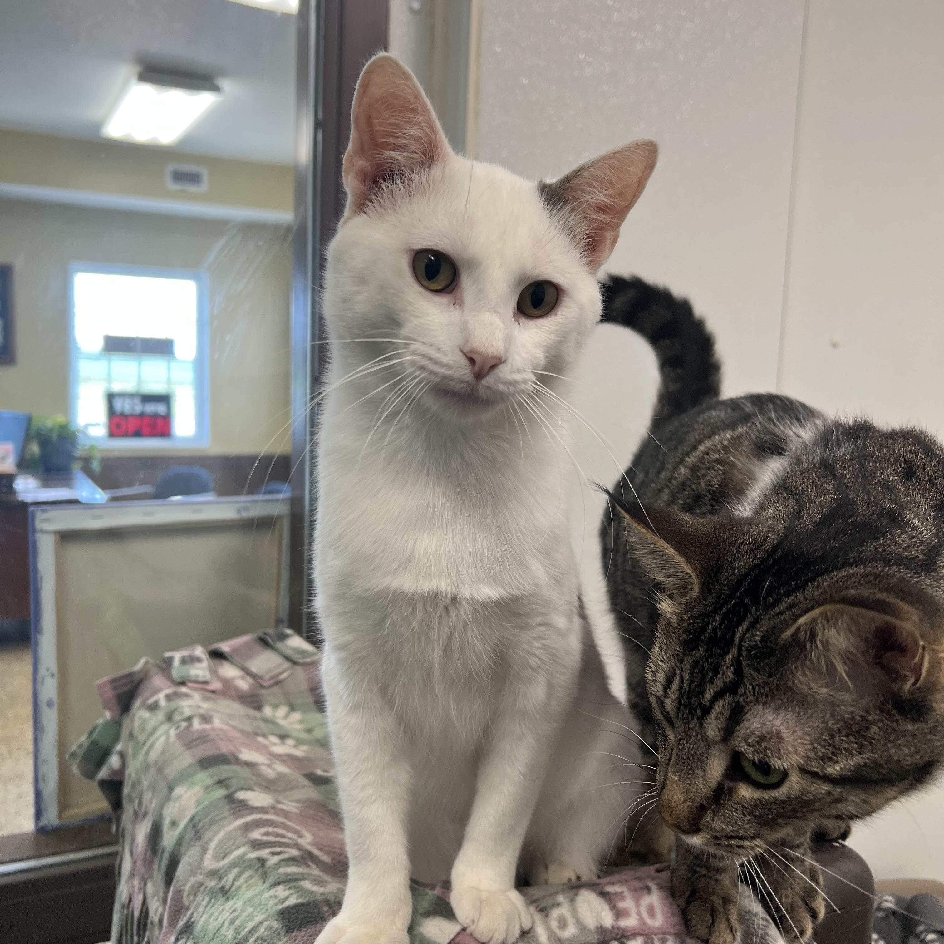 Enlarge Chuckles, a ADOPTABLE Domestic Short Hair in Fairmont, MN image 5/6