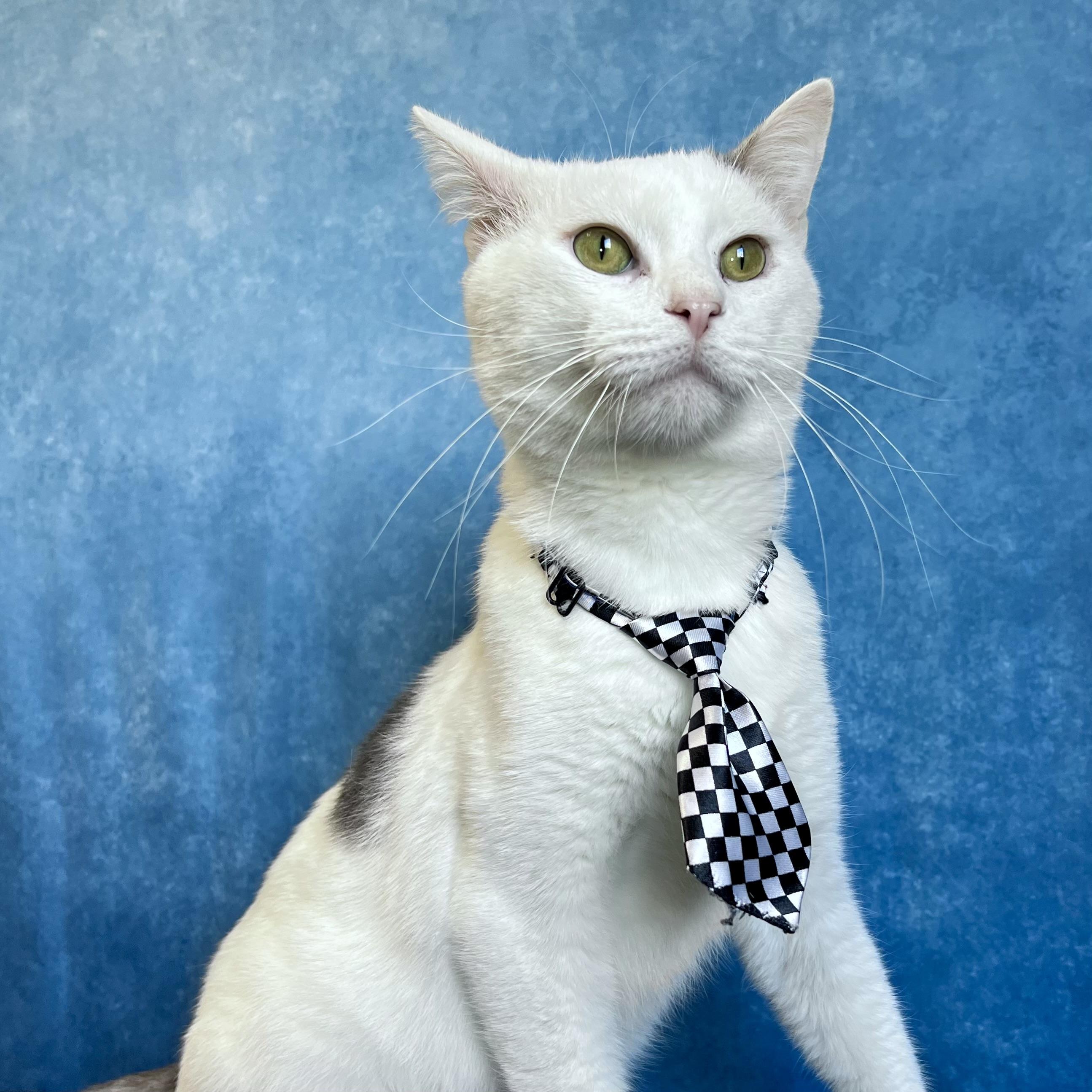 Enlarge Chuckles - NO FEE (Sponsored by Figueroas Construction), a ADOPTABLE Domestic Short Hair in Fairmont, MN image 2/6