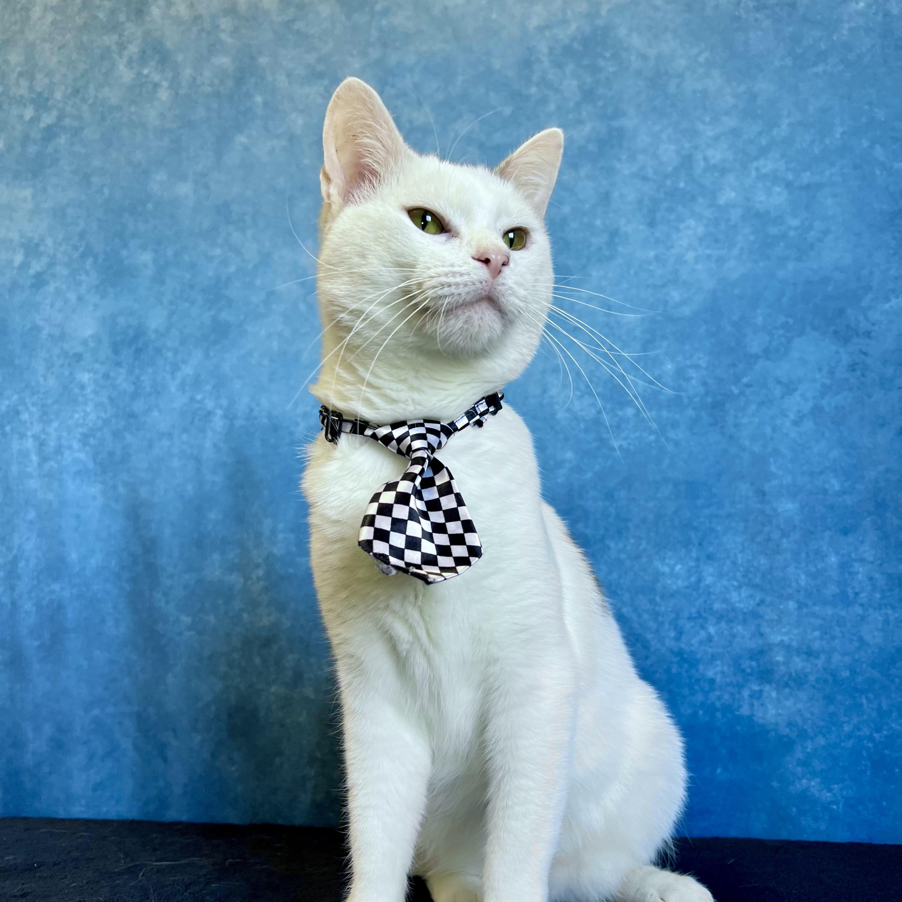 Enlarge Chuckles - NO FEE (Sponsored by Figueroas Construction), a ADOPTABLE Domestic Short Hair in Fairmont, MN image 3/6