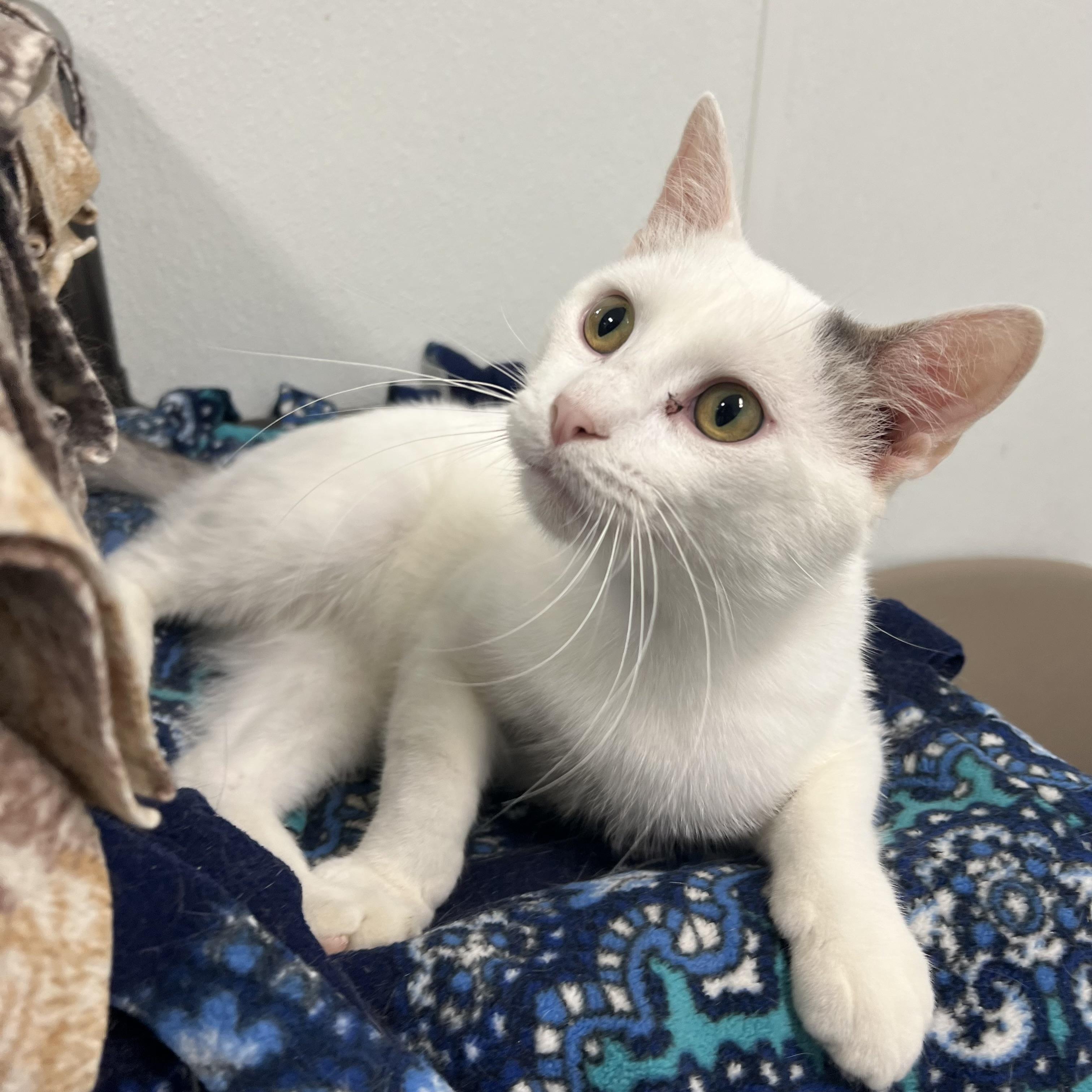 Enlarge Chuckles, a ADOPTABLE Domestic Short Hair in Fairmont, MN image 4/6