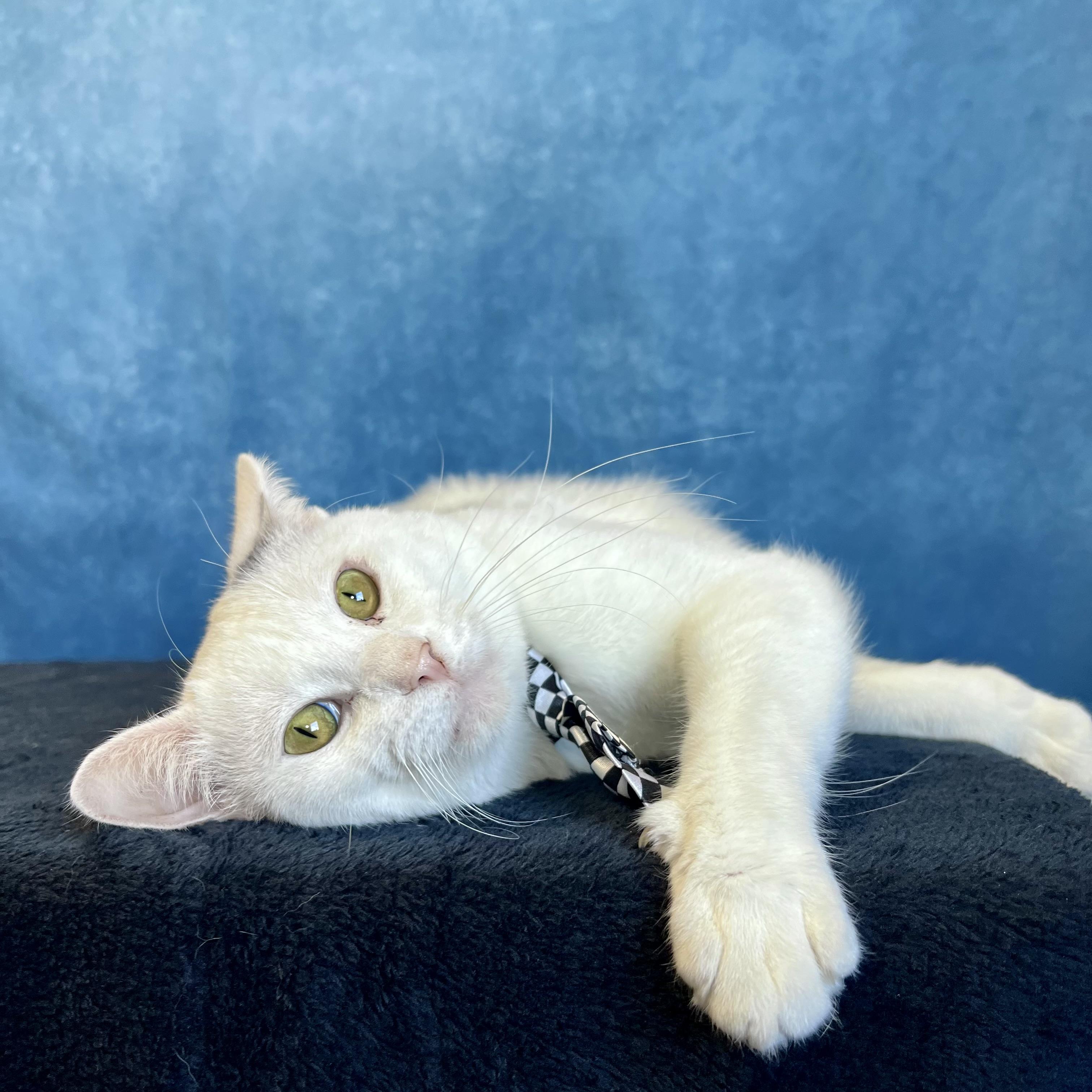 Enlarge Chuckles - NO FEE (Sponsored by Figueroas Construction), a ADOPTABLE Domestic Short Hair in Fairmont, MN image 4/6