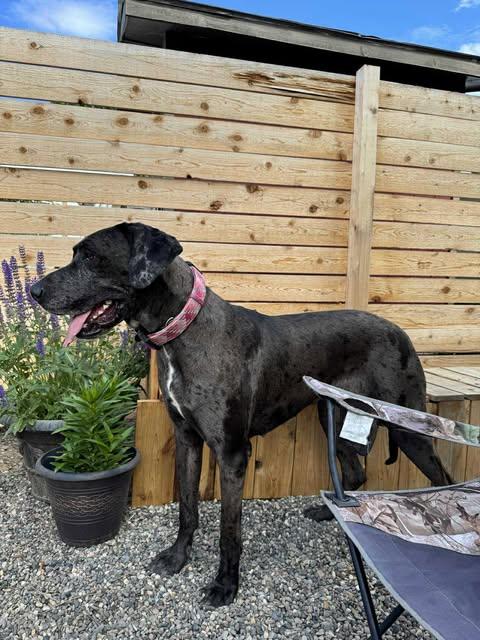 Luna, an adoptable Great Dane in Boise, ID, 83702 | Photo Image 2