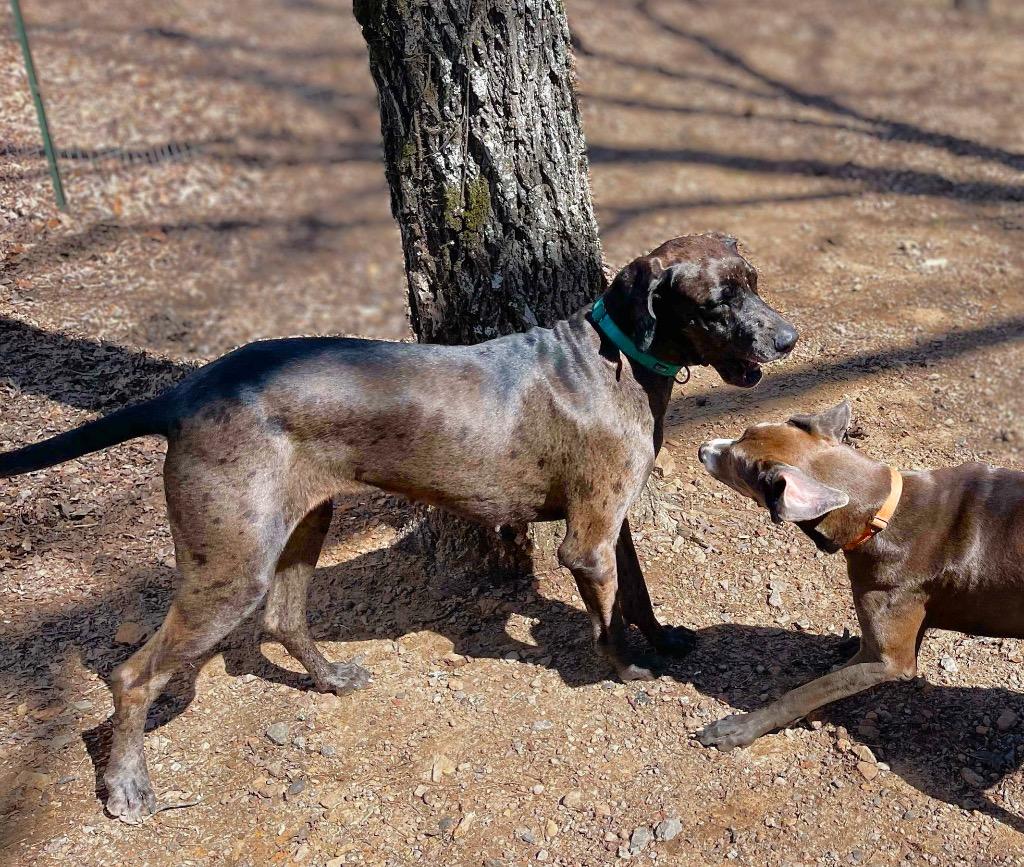 Luna, an adoptable Great Dane in Boise, ID, 83702 | Photo Image 3