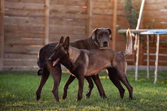 Luna, an adoptable Great Dane in Boise, ID, 83702 | Photo Image 4