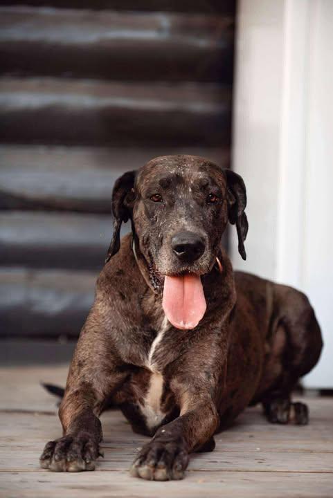 Luna, an adoptable Great Dane in Boise, ID, 83702 | Photo Image 1