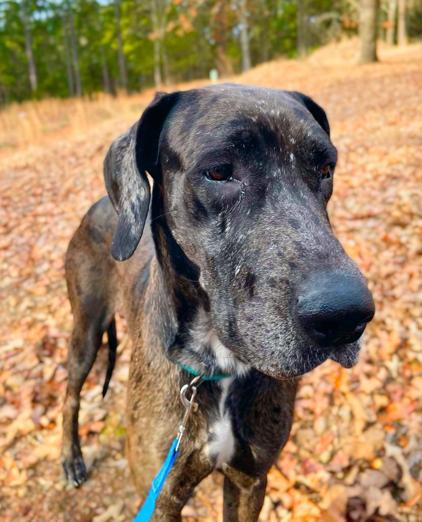 Luna, an adoptable Great Dane in Boise, ID, 83702 | Photo Image 5