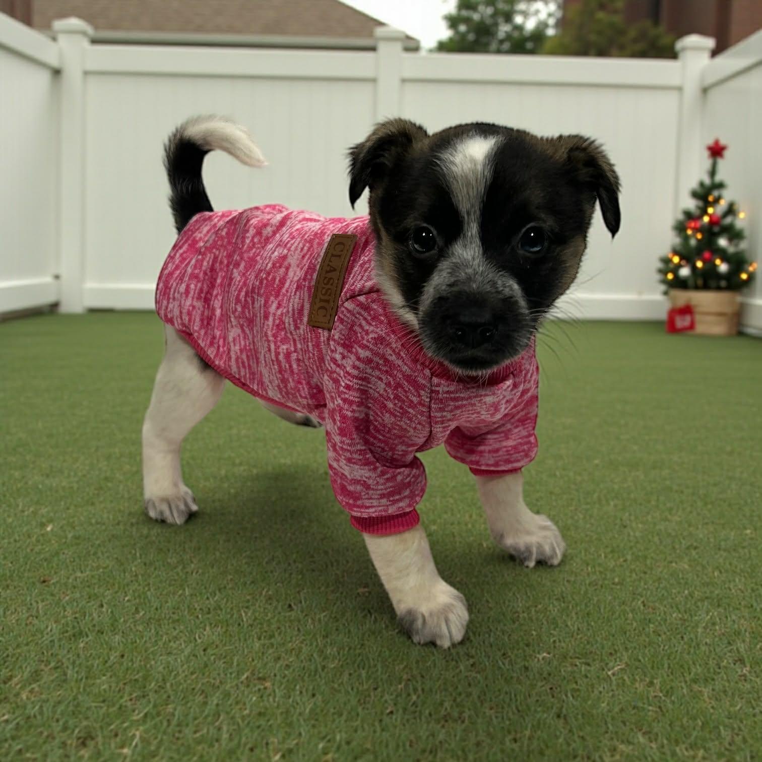 Enlarge Brulee, a Adoptable mixed breed in Lenexa, KS image 5/6