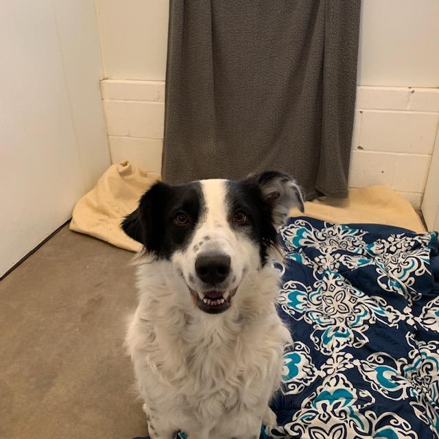 Enlarge Tonka, a Adoptable mixed breed in Bella Vista, AR image 4/4