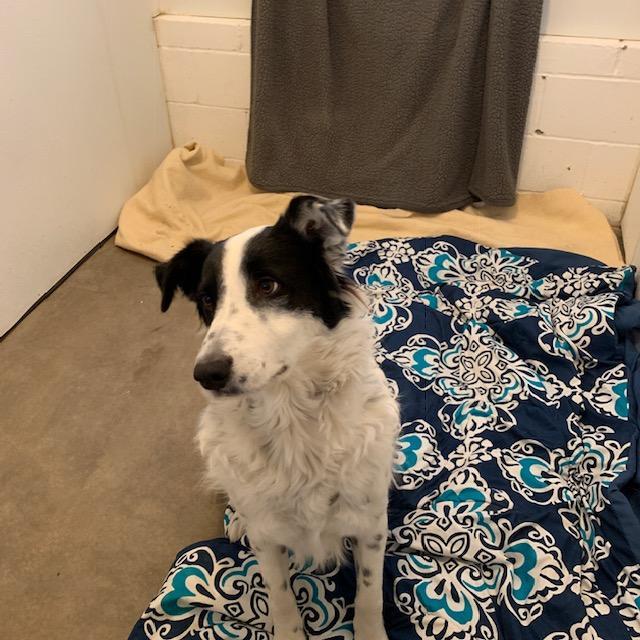 Enlarge Tonka, a Adoptable mixed breed in Bella Vista, AR image 1/4