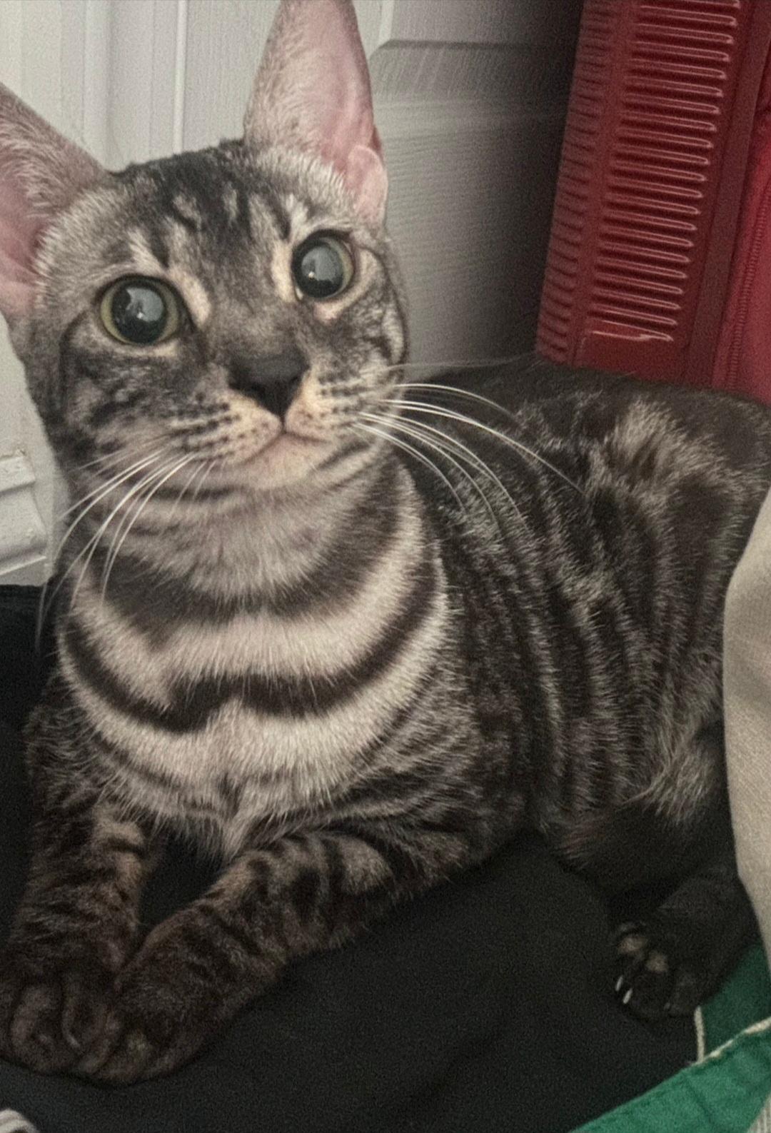 Supra, an adoptable Bengal in Sayreville, NJ, 08872 | Photo Image 1