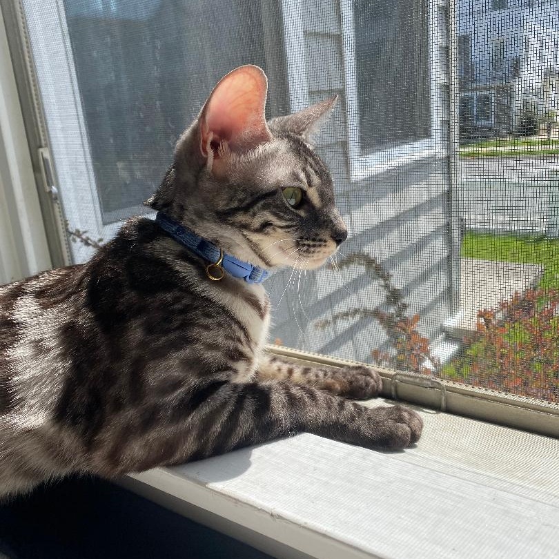 Supra, an adoptable Bengal in Sayreville, NJ, 08872 | Photo Image 4