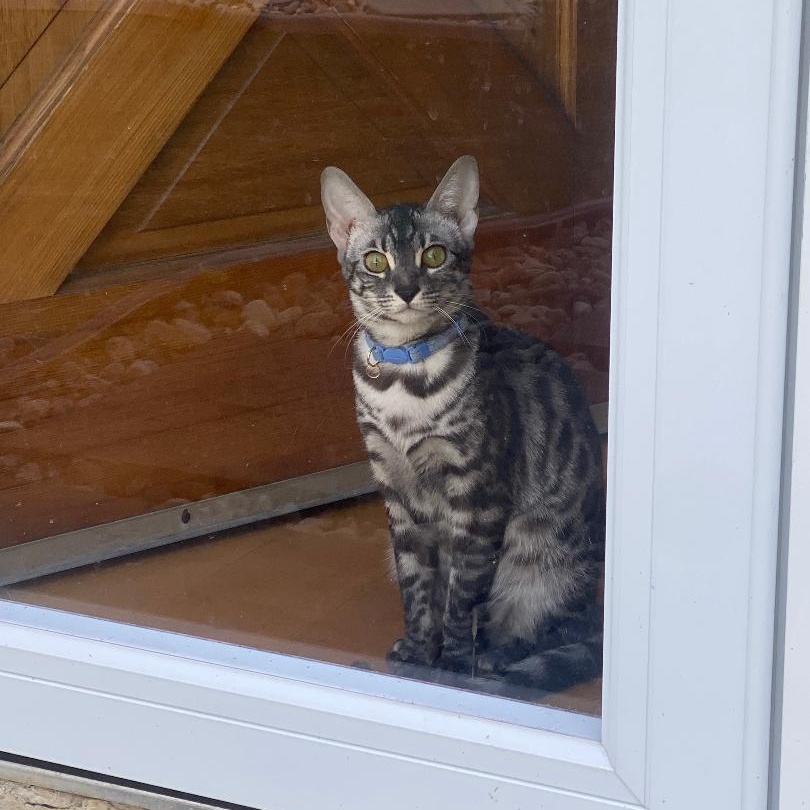 Supra, an adoptable Bengal in Sayreville, NJ, 08872 | Photo Image 2