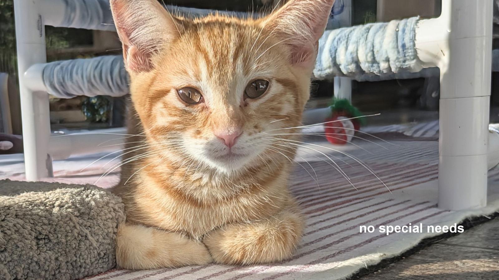 Pumpkin, a Adoptable Domestic Short Hair in Santa Rosa, CA image 1/3