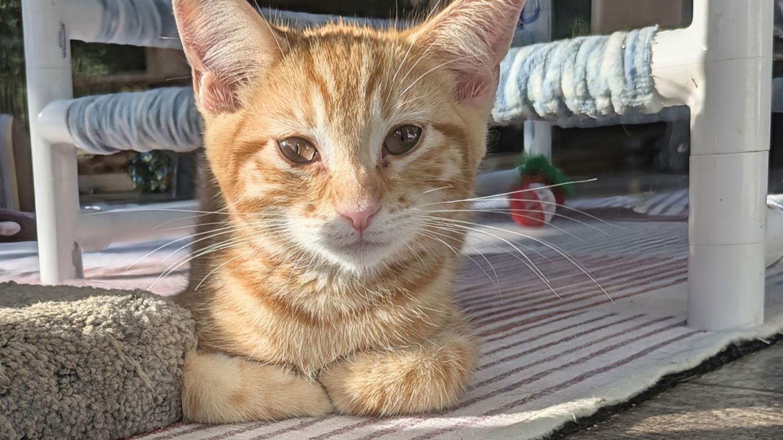 Enlarge Pumpkin, a Adoptable Domestic Short Hair in Santa Rosa, CA image 1/3