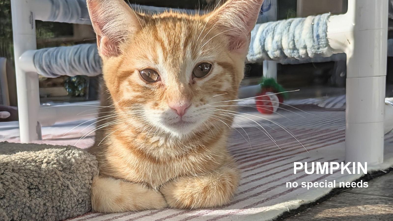 Pumpkin, Adoptable, Young Male Domestic Short Hair.
