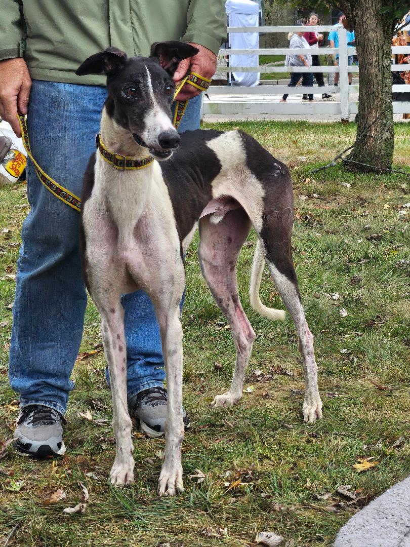 Dog for adoption Addams, a Greyhound in Belleville, MI Petfinder