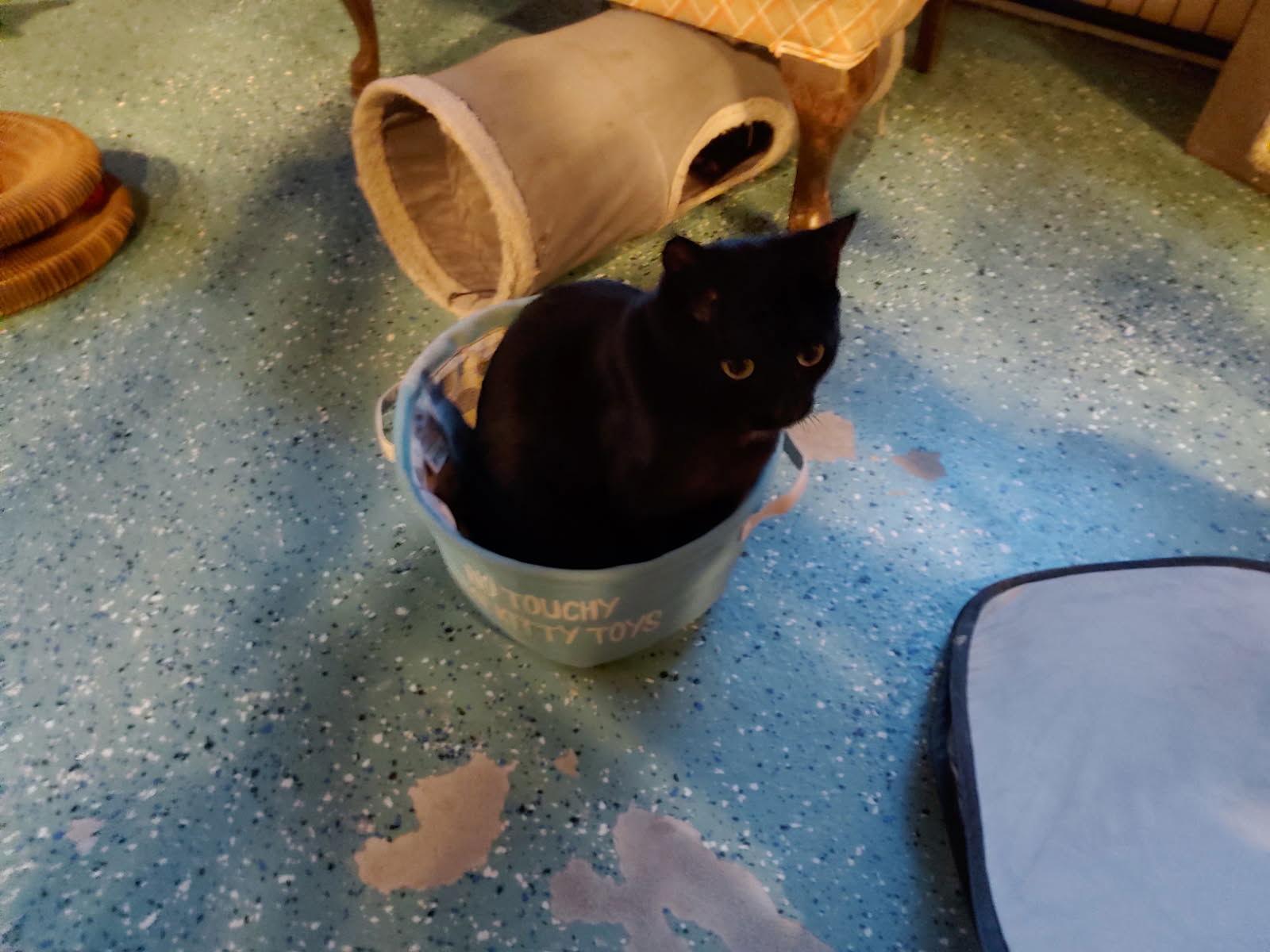 Wendy, Adoptable, Adult Female Domestic Short Hair.