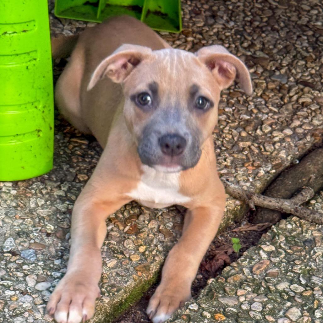 Bridget, Adoptable, Puppy Female American Staffordshire Terrier & Rat Terrier.