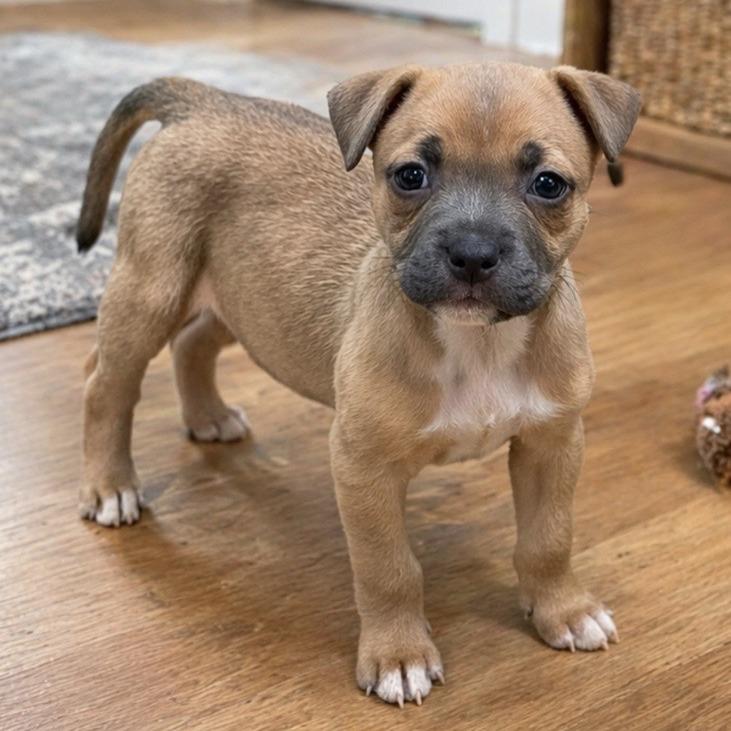 Enlarge Bridget, a Adoptable mixed breed in Baton Rouge, LA image 2/5
