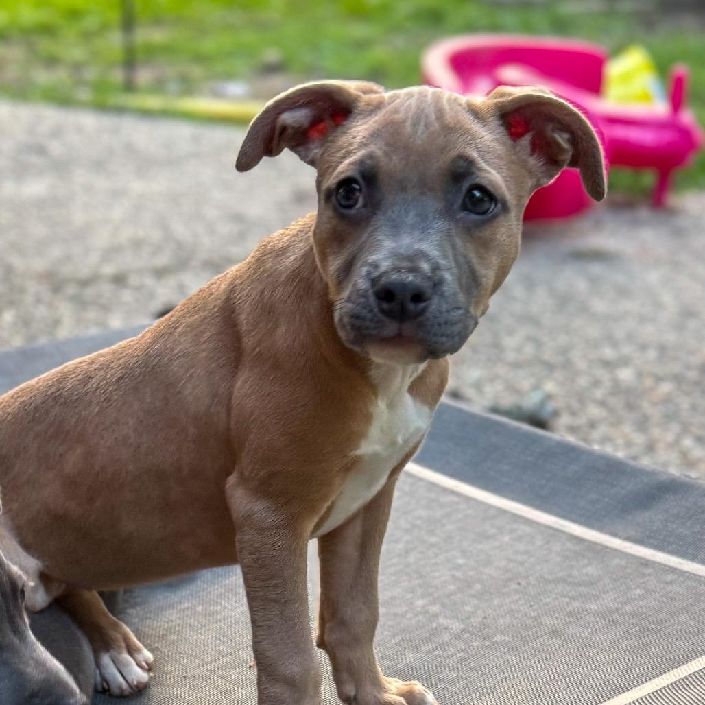 Enlarge Bridget, a Adoptable mixed breed in Baton Rouge, LA image 3/5