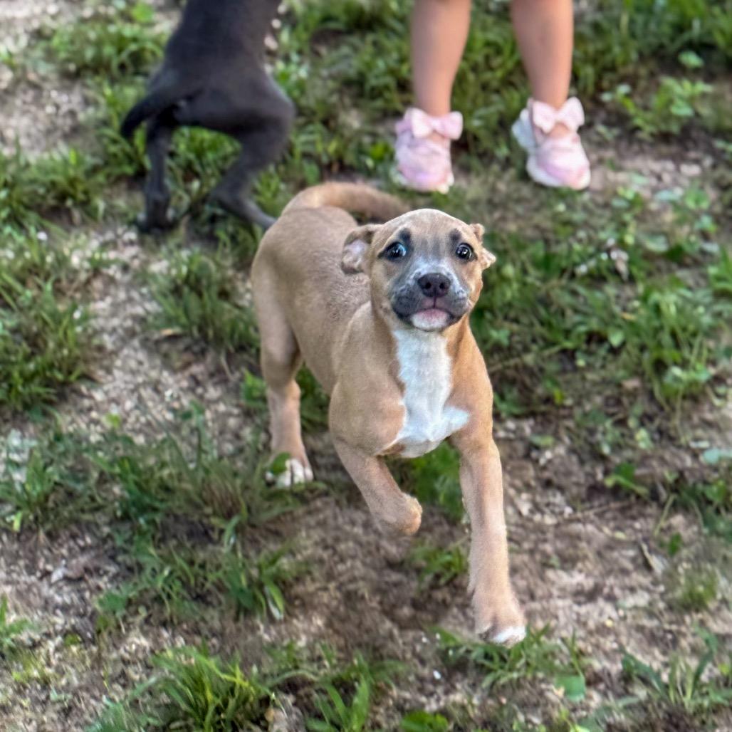 Enlarge Bridget, a Adoptable mixed breed in Baton Rouge, LA image 4/5