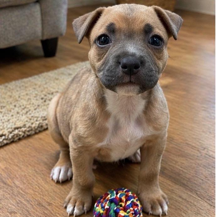 Enlarge Bridget, a Adoptable mixed breed in Baton Rouge, LA image 5/5