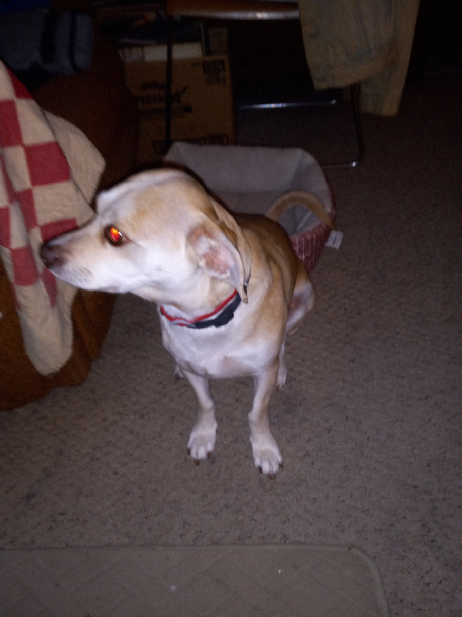 PRINCE ROCKY, Adopted, Young Male Chiweenie.