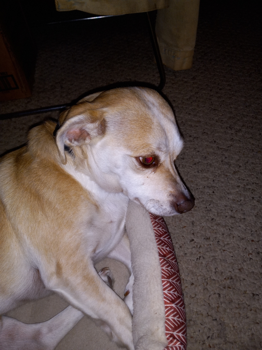 Enlarge PRINCE ROCKY, a Adopted mixed breed in New Carlisle, OH image 2/2