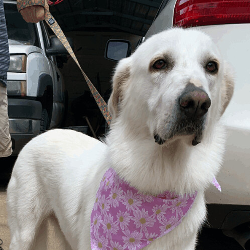 Lacey, Adoptable, Adult Female Great Pyrenees.