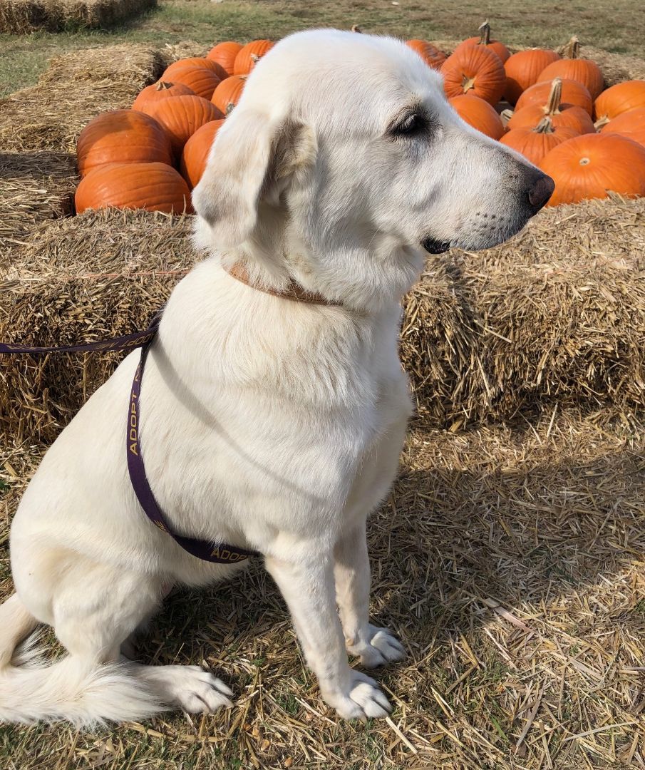Lacey, a Adoptable mixed breed in Tulsa, OK image 2/3