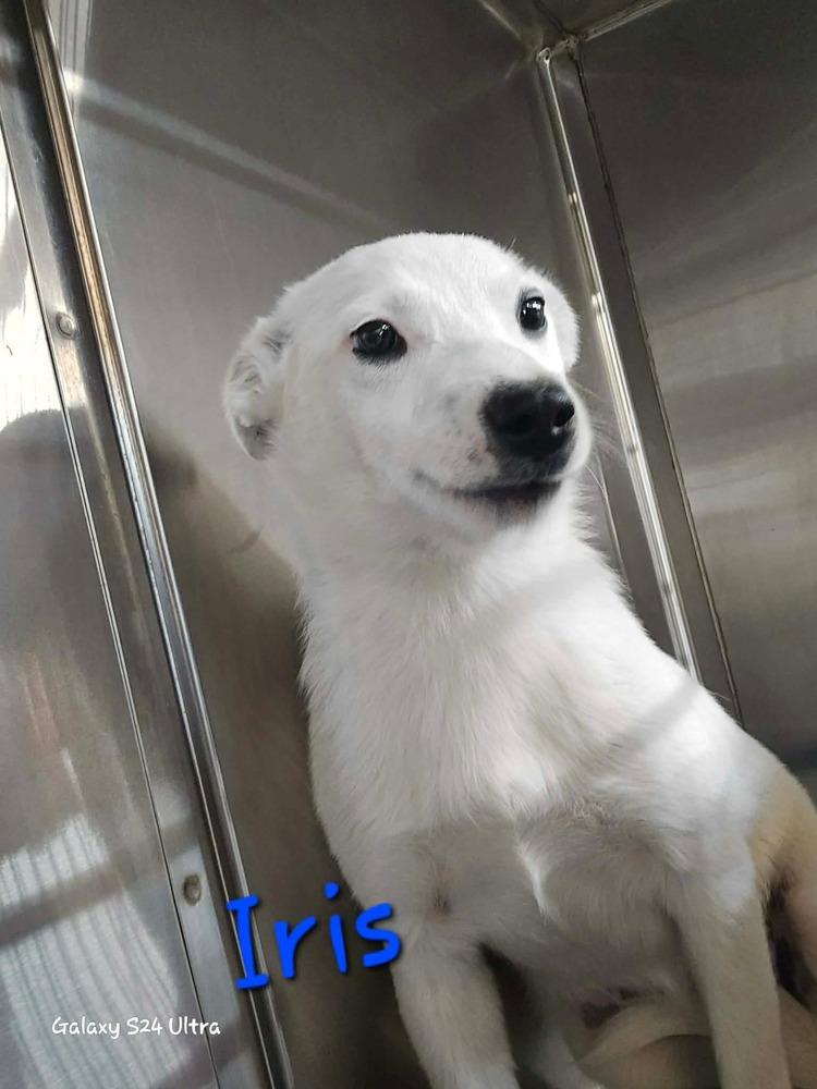 LH Iris, Adoptable, Puppy Female Chihuahua & Mixed Breed.
