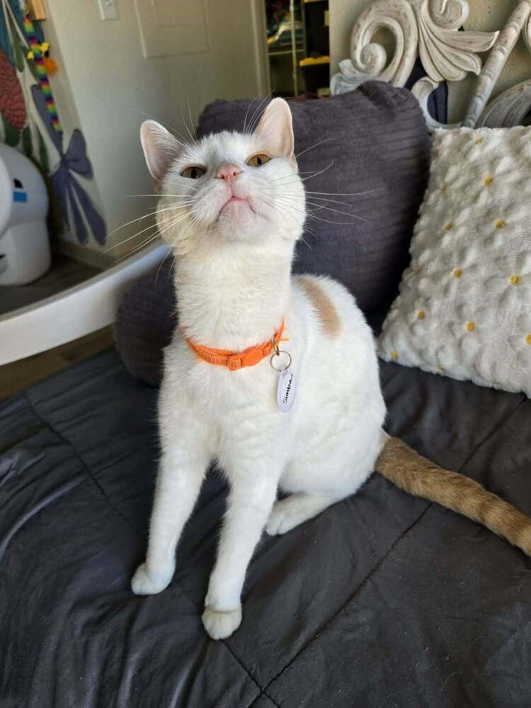 Simba 4, Adoptable, Senior Male Domestic Short Hair.