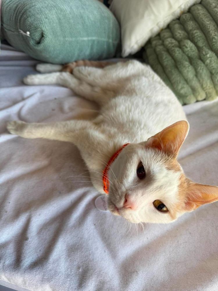 Enlarge Simba 4, a Adoptable mixed breed in tucson, AZ image 3/6