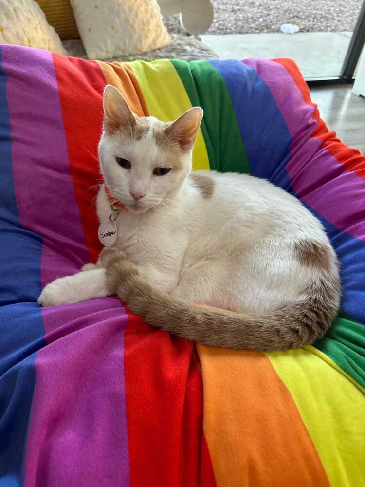Enlarge Simba 4, a Adoptable mixed breed in tucson, AZ image 4/6