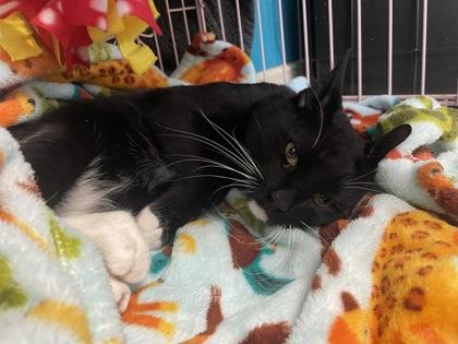 Percival, Adult Male Domestic Short Hair