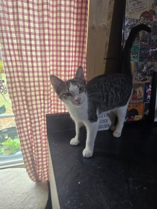 Lilly, Adoptable, Young Female Domestic Short Hair.