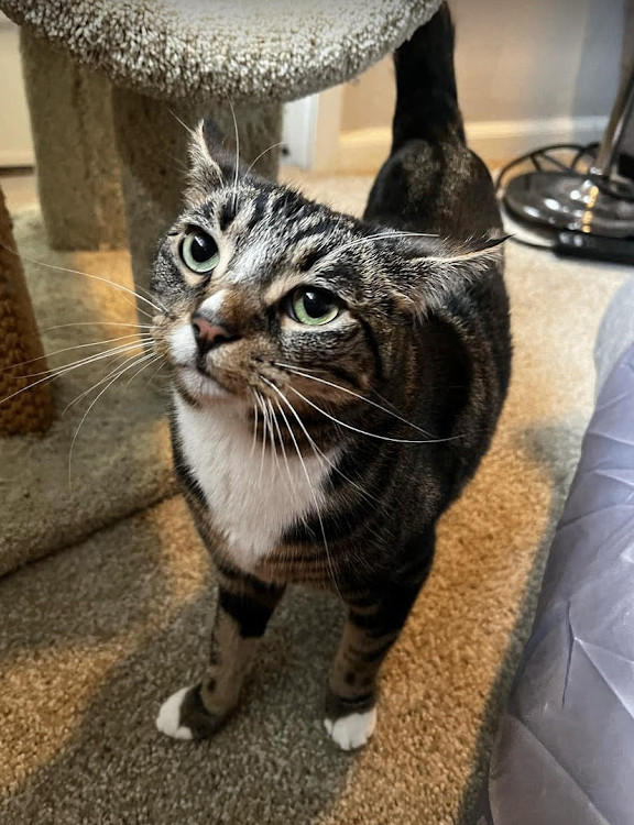 Pluto, a Adopted Domestic Short Hair in Los Angeles, CA image 2/6