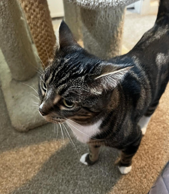 Pluto, a Adopted Domestic Short Hair in Los Angeles, CA image 5/6