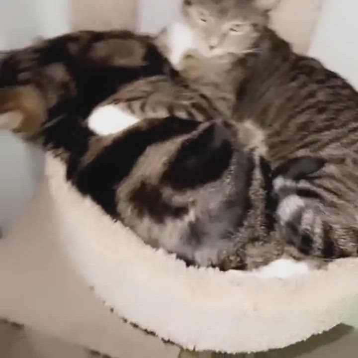 Enlarge Pluto, a Adopted Domestic Short Hair in Los Angeles, CA video 6/6